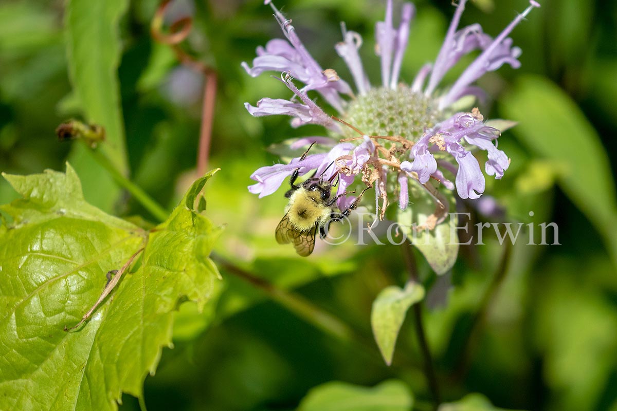 Common Eastern Bumblebee