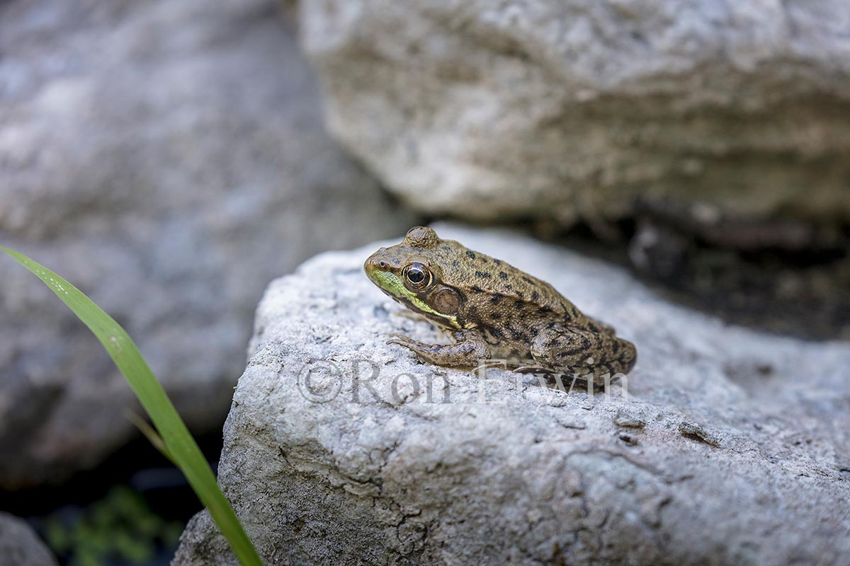 Green Frog