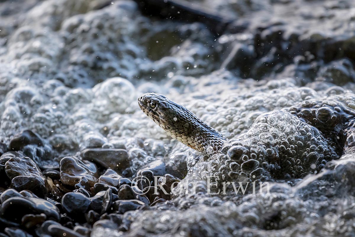 Northern Watersnake