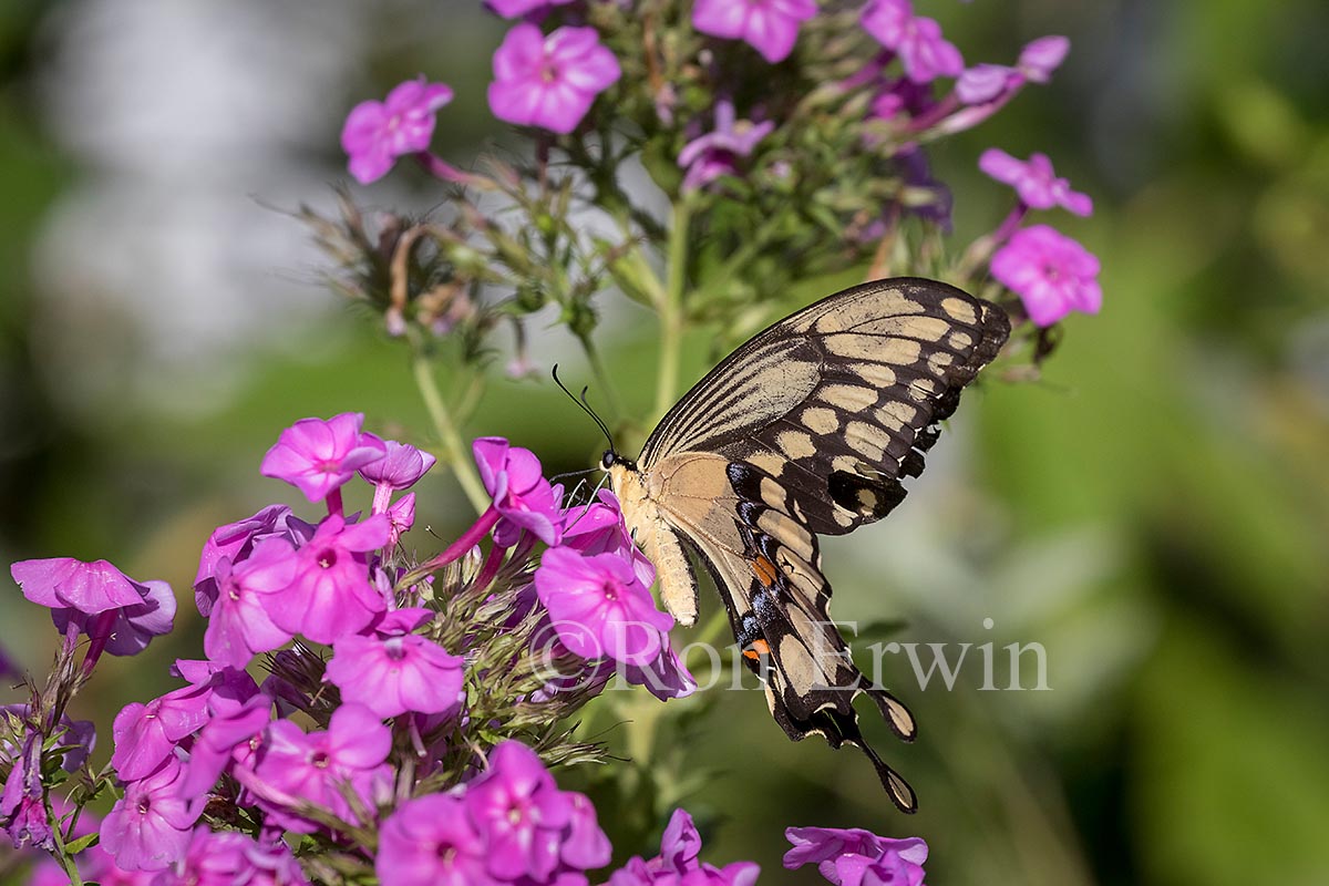Giant Swallowtail