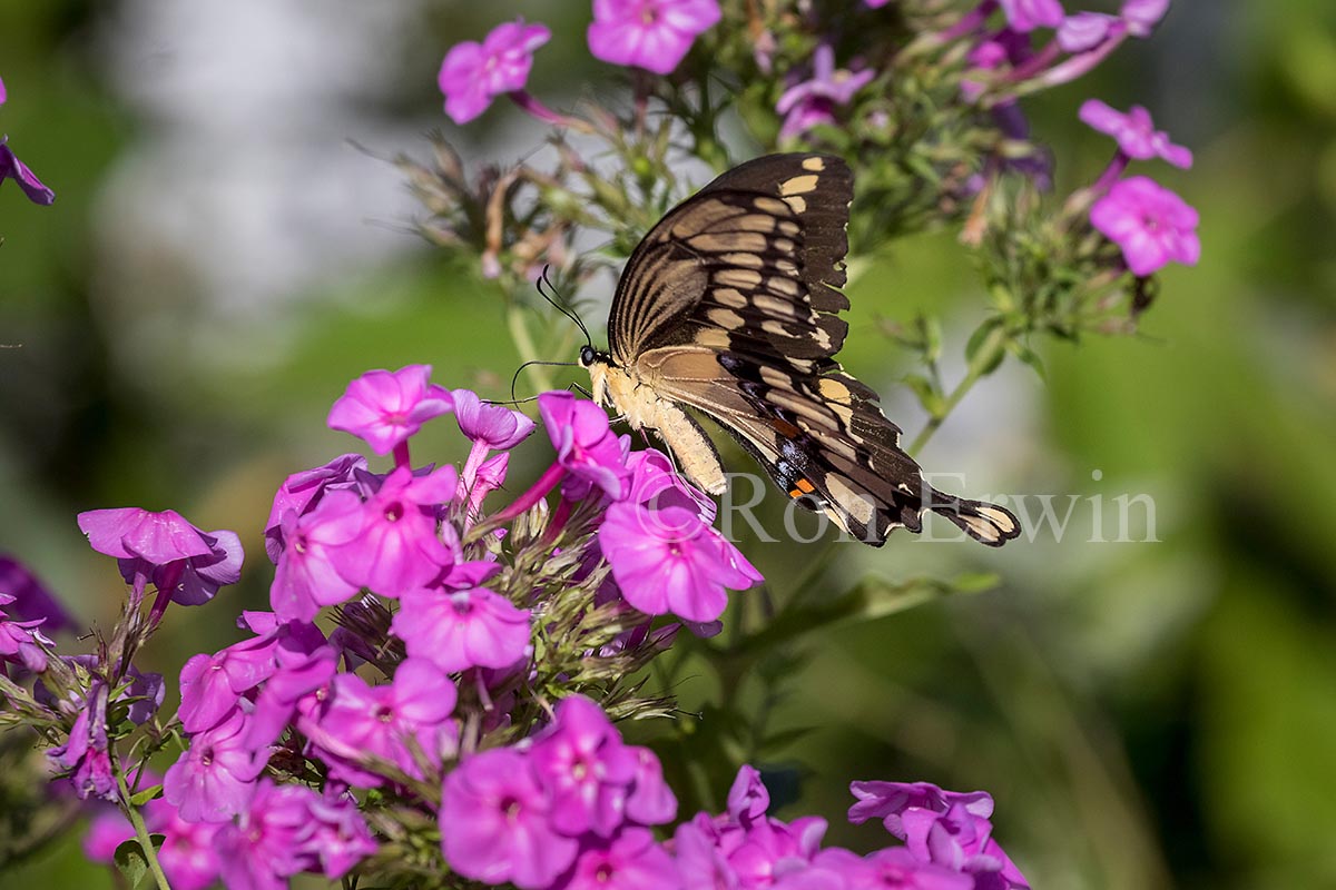 Giant Swallowtail