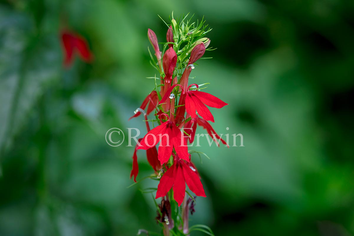 Cardinal Flower