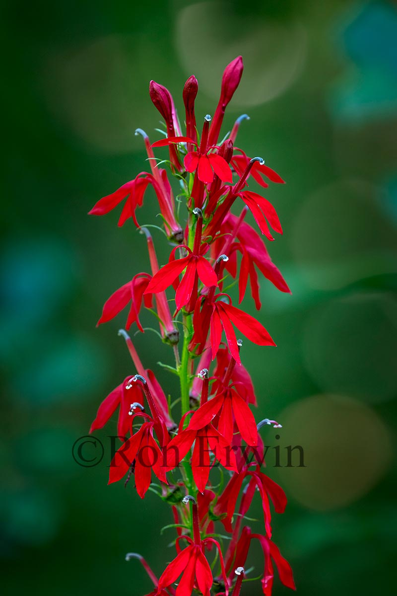 Cardinal Flower