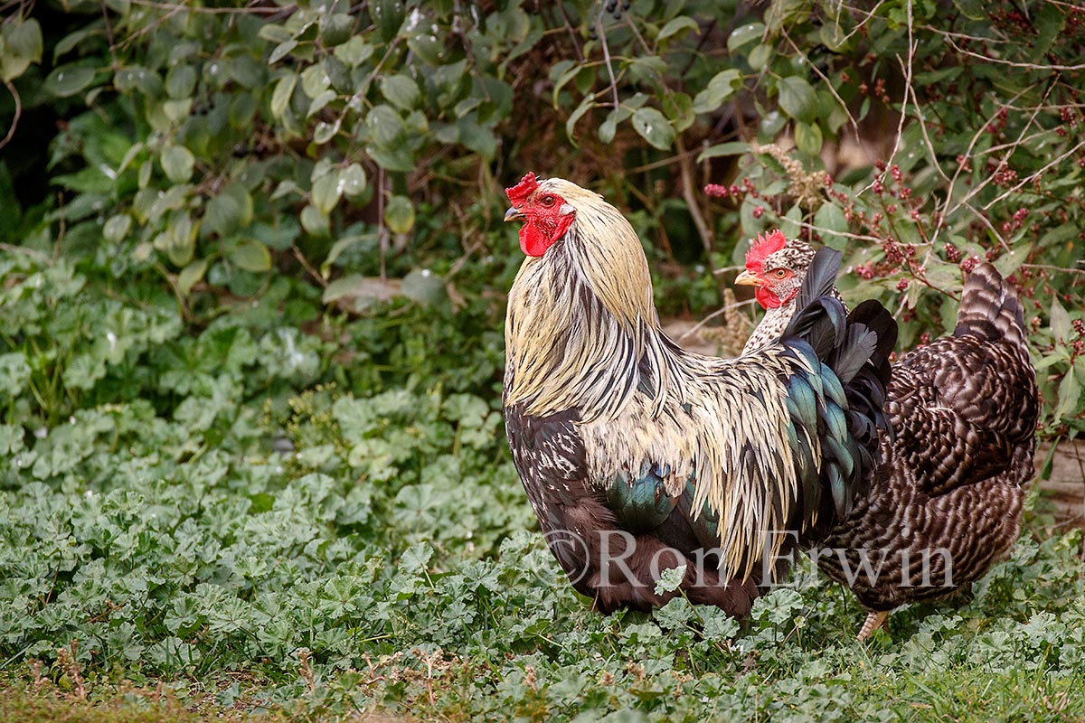 Hen and Rooster