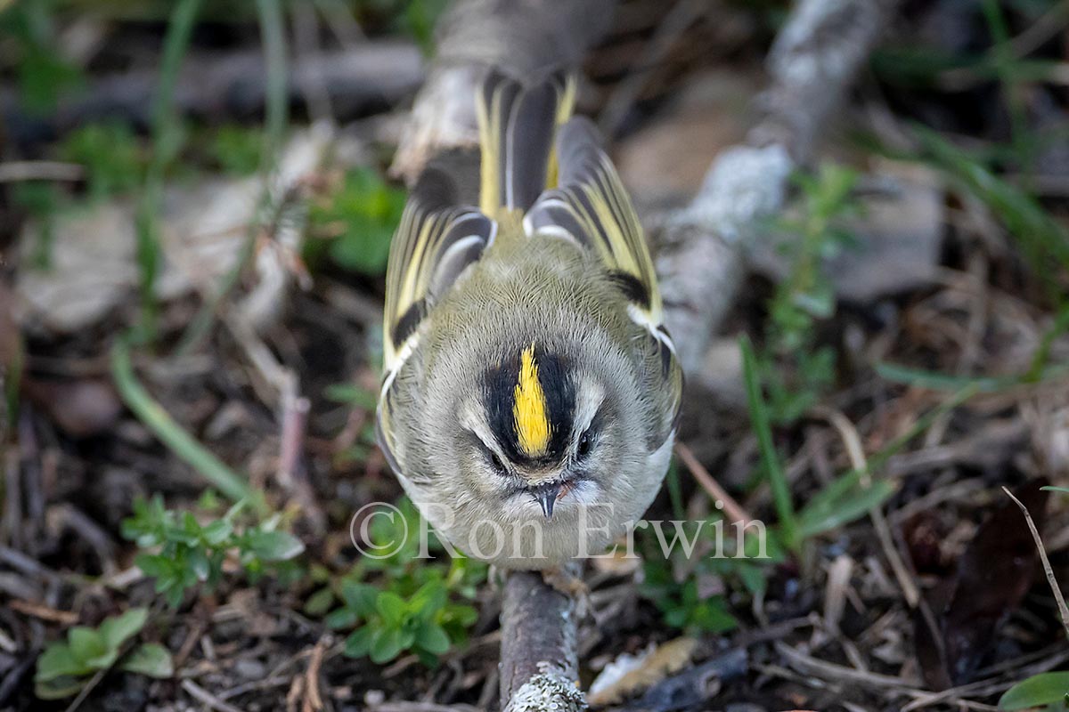 Golden-crowned Kinglet