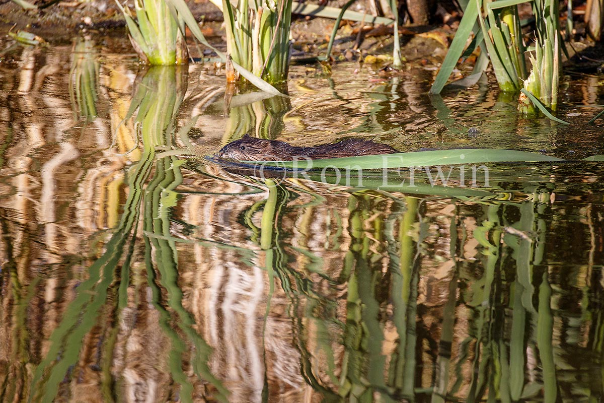 Muskrat
