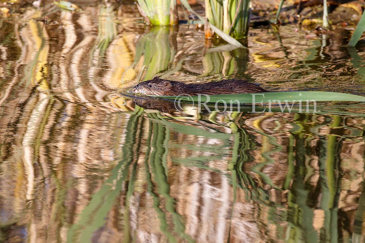 Muskrat