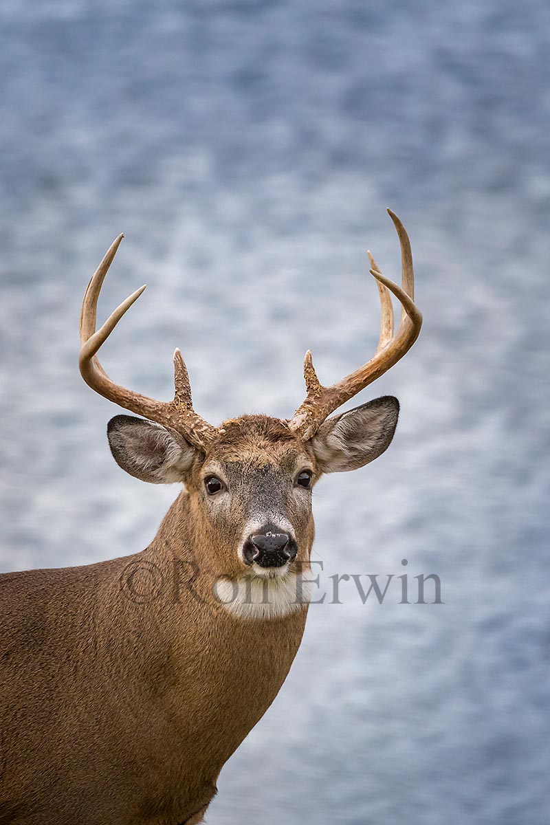 White-tailed Deer