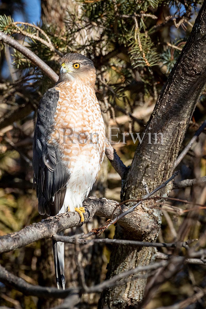 Adult Sharp-shinned Hawk