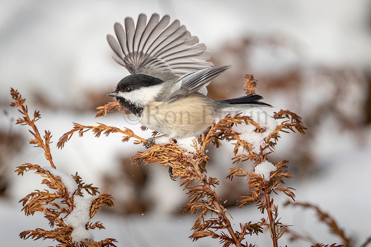 Black-capped Chickadee