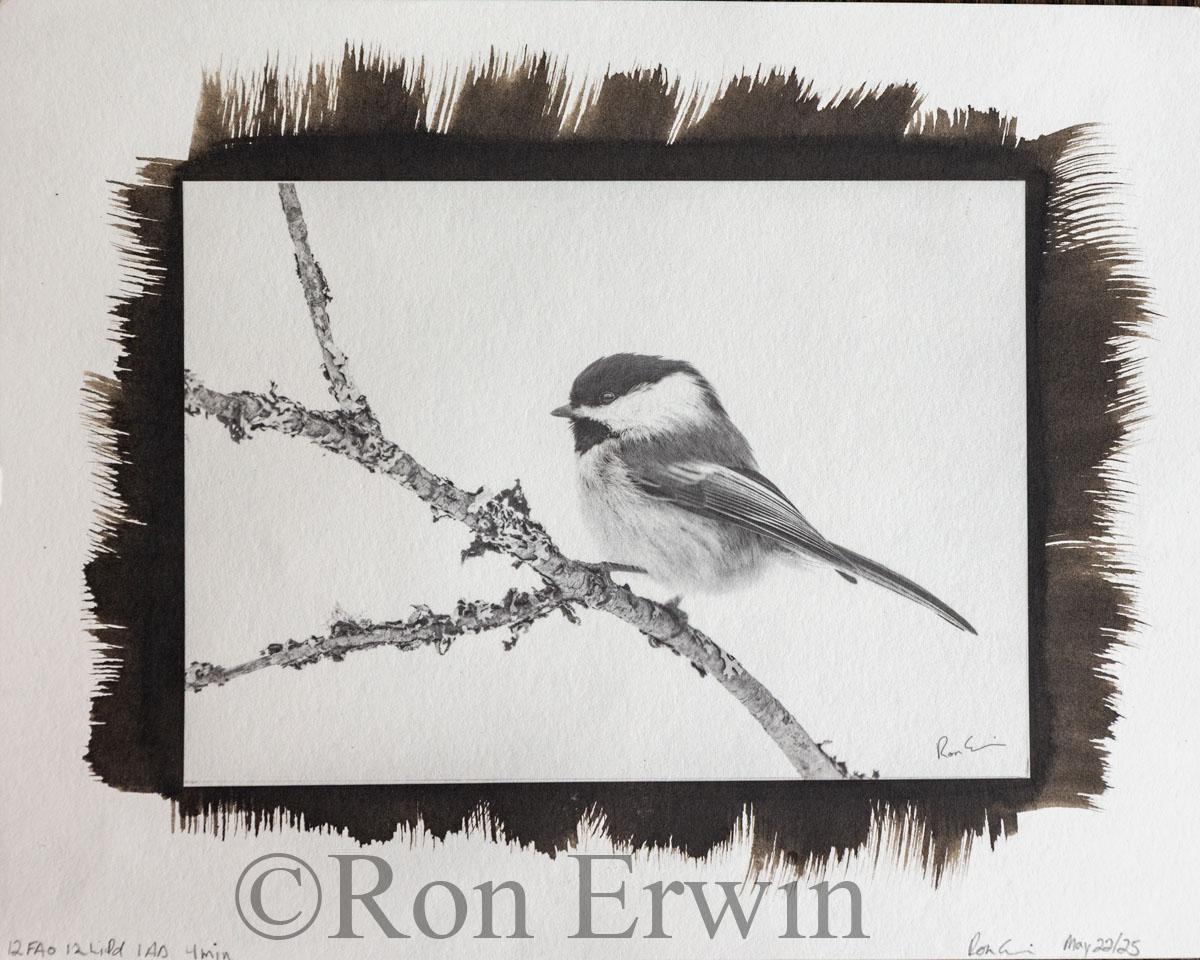 Black Capped Chickadee (5X7 #2)