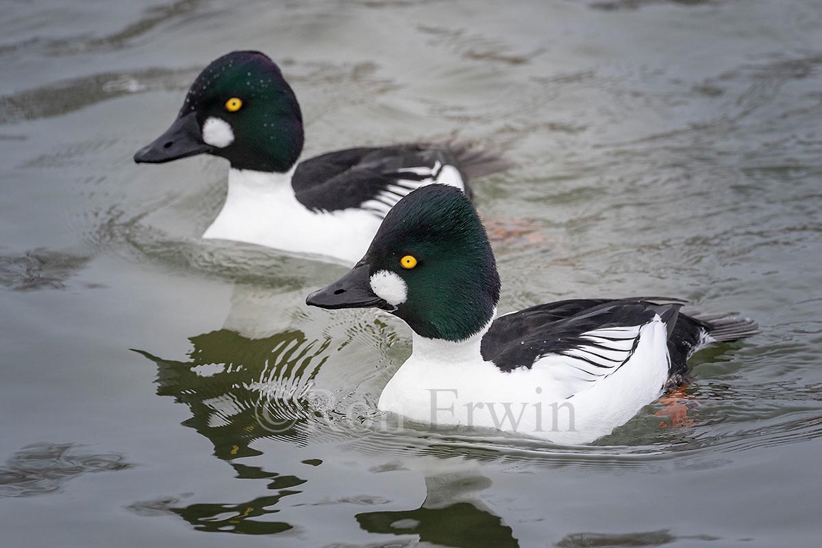 Male Common Goldeneyes