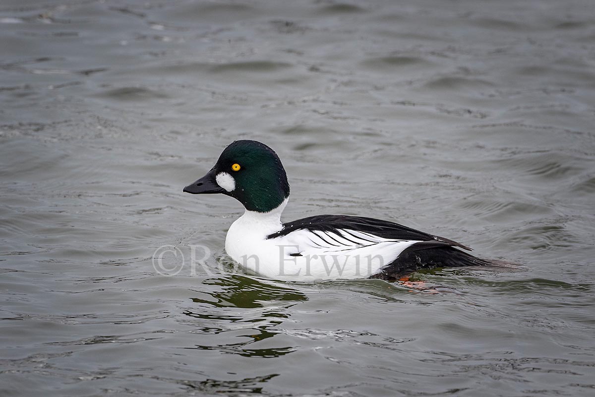 Male Common Goldeneye