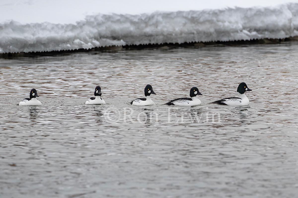 Male Common Goldeneyes