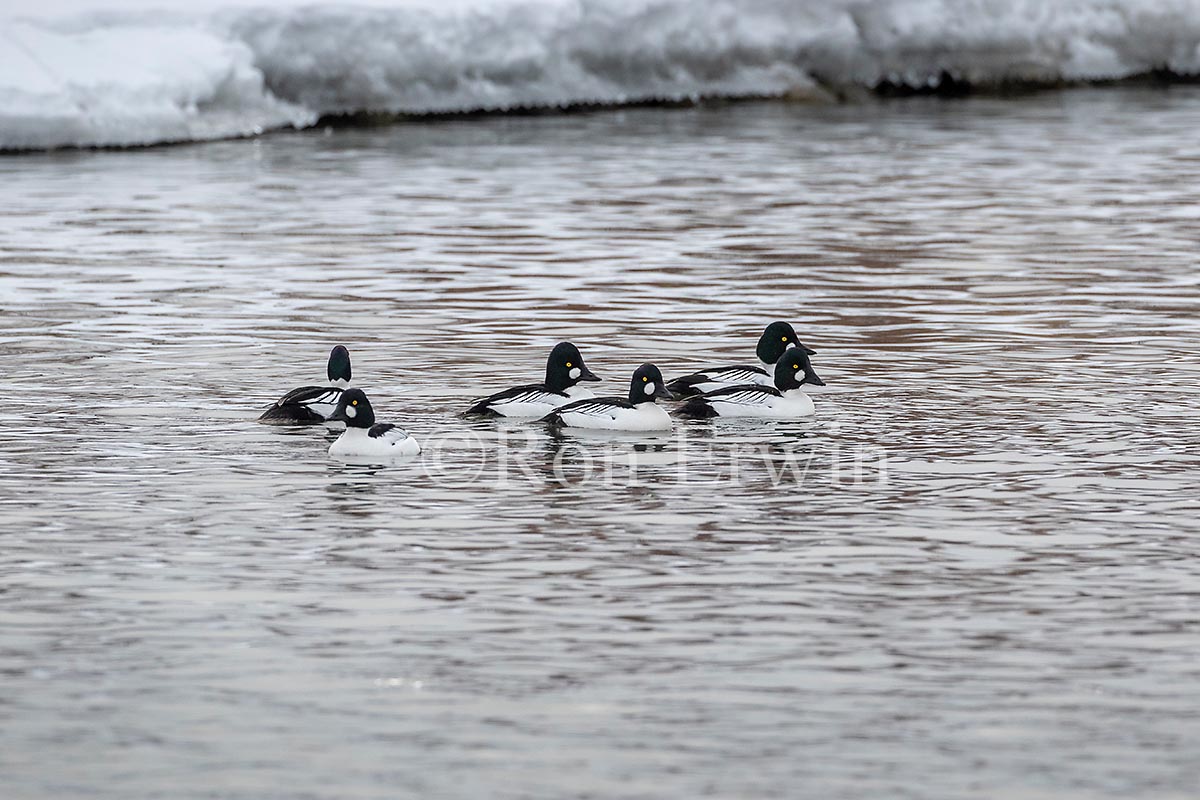 Male Common Goldeneyes