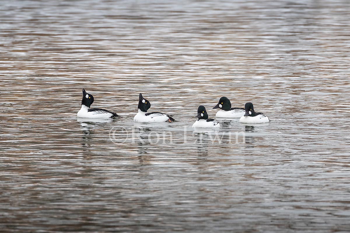 Male Common Goldeneyes