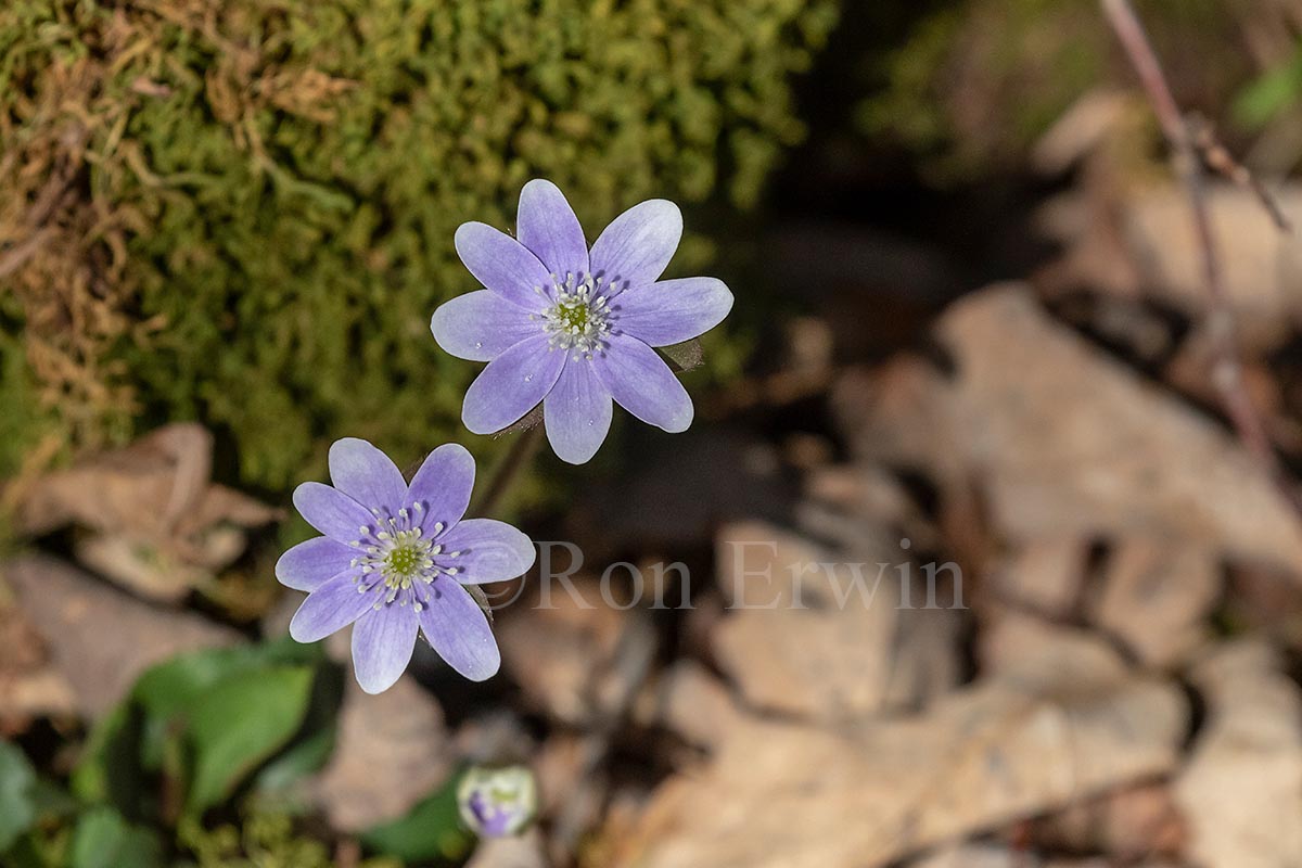Sharp-lobed Hepatica