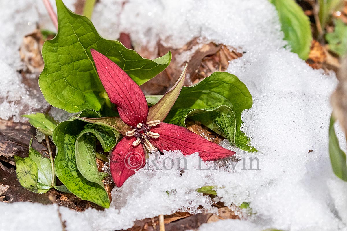 Red Trillium in Snow