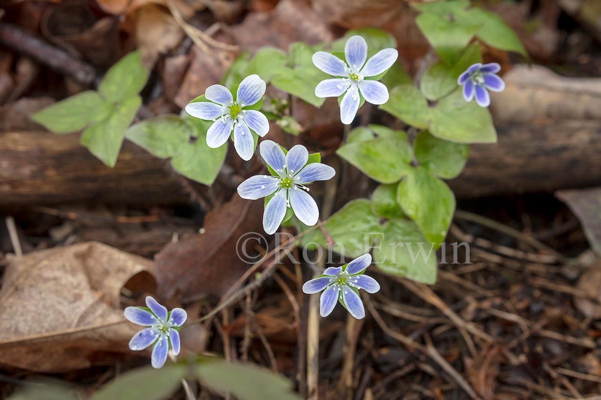 Sharp-lobed Hepatica