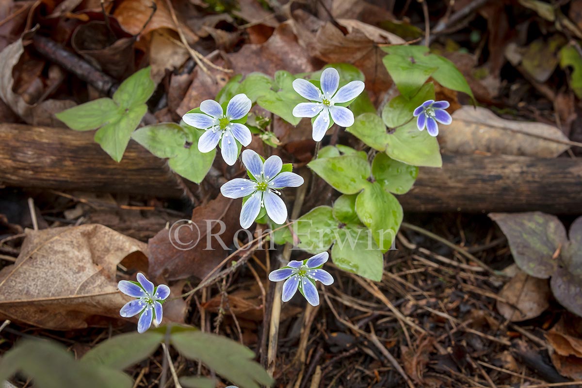 Sharp-lobed Hepatica