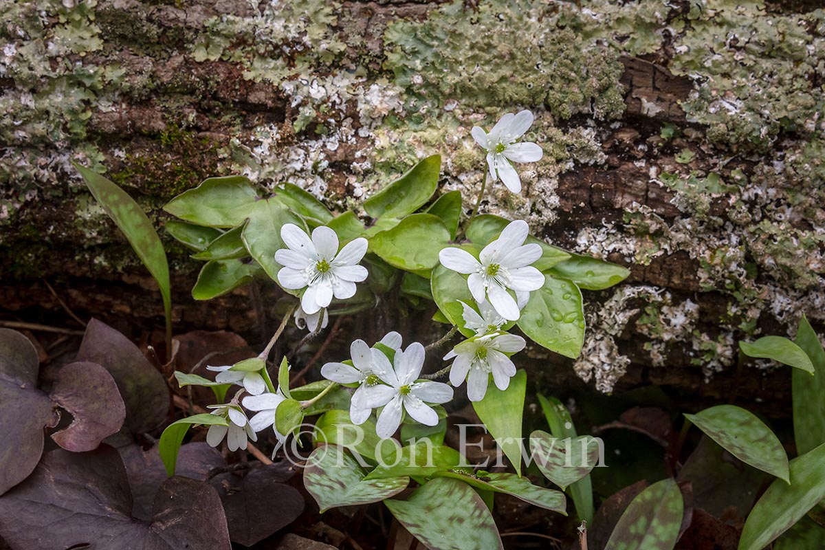 Sharp-lobed Hepatica
