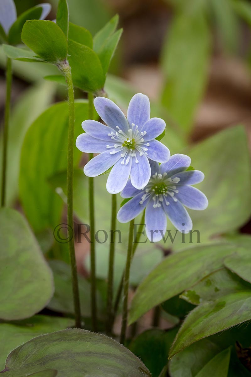 Sharp-lobed Hepatica