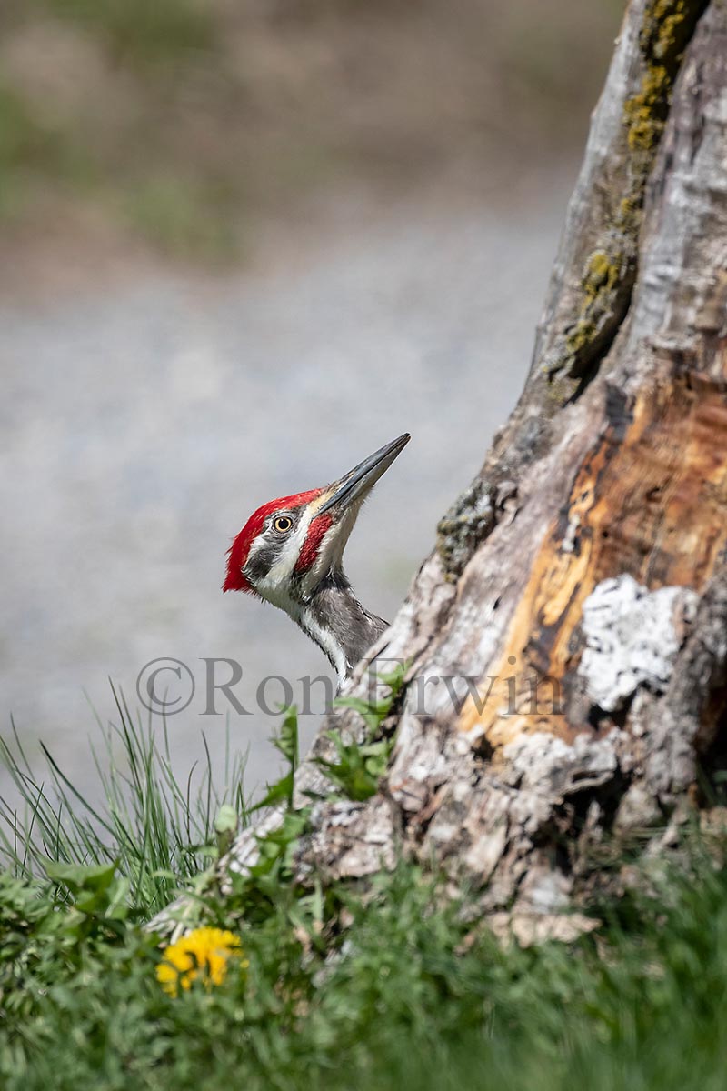 Pileated Woodpecker Male