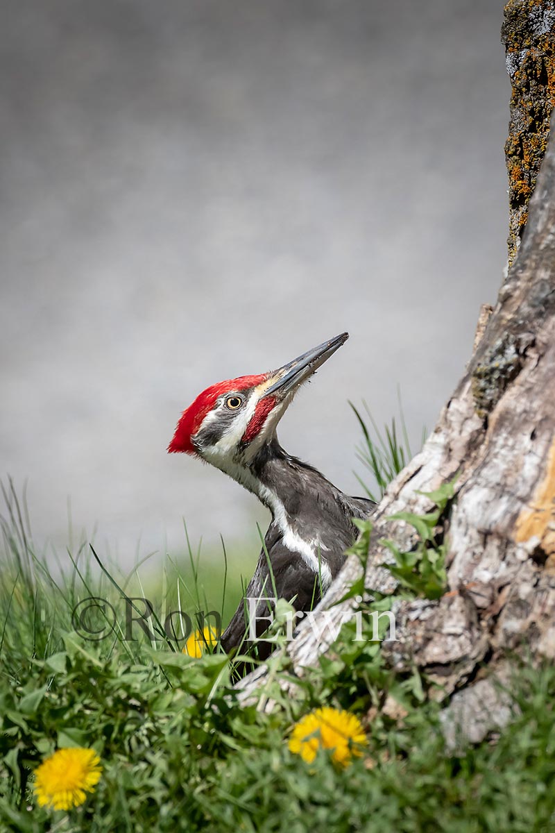 Pileated Woodpecker Male