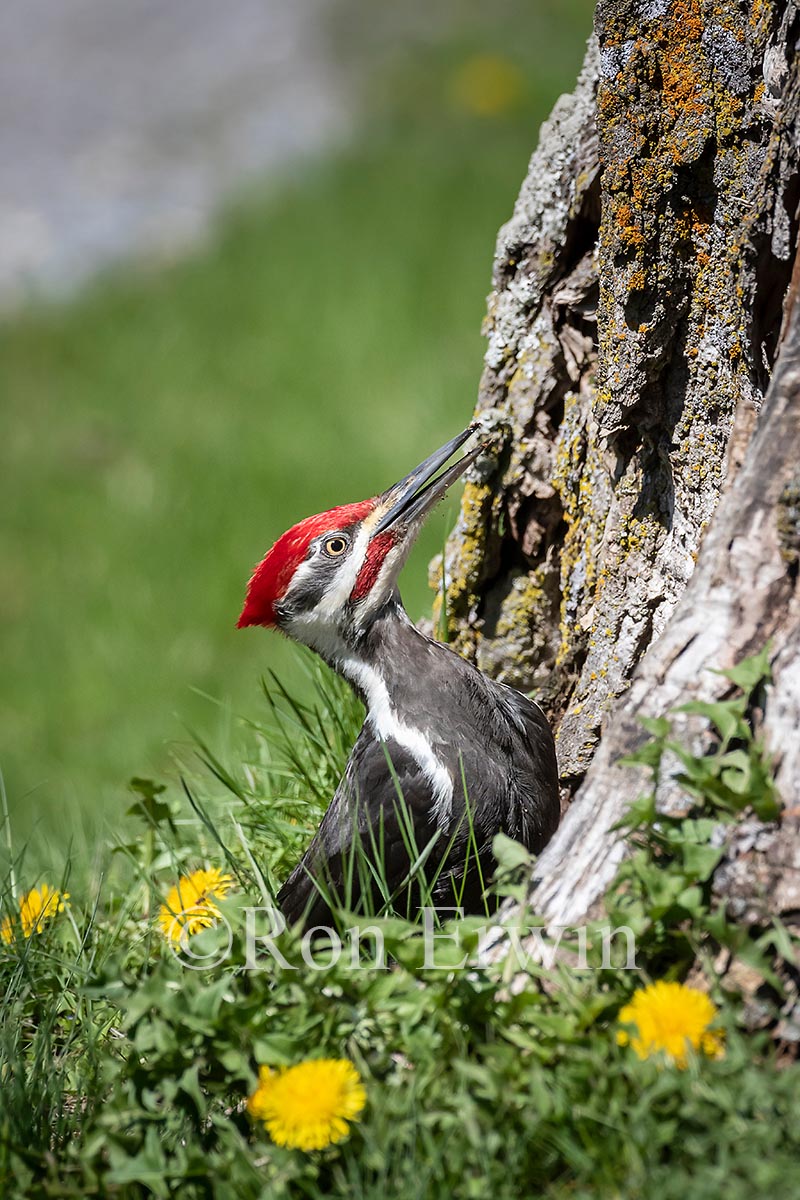 Pileated Woodpecker Male