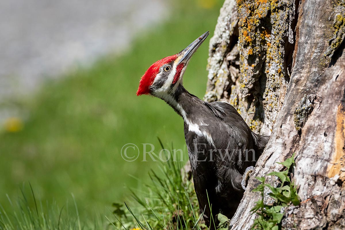 Pileated Woodpecker Male
