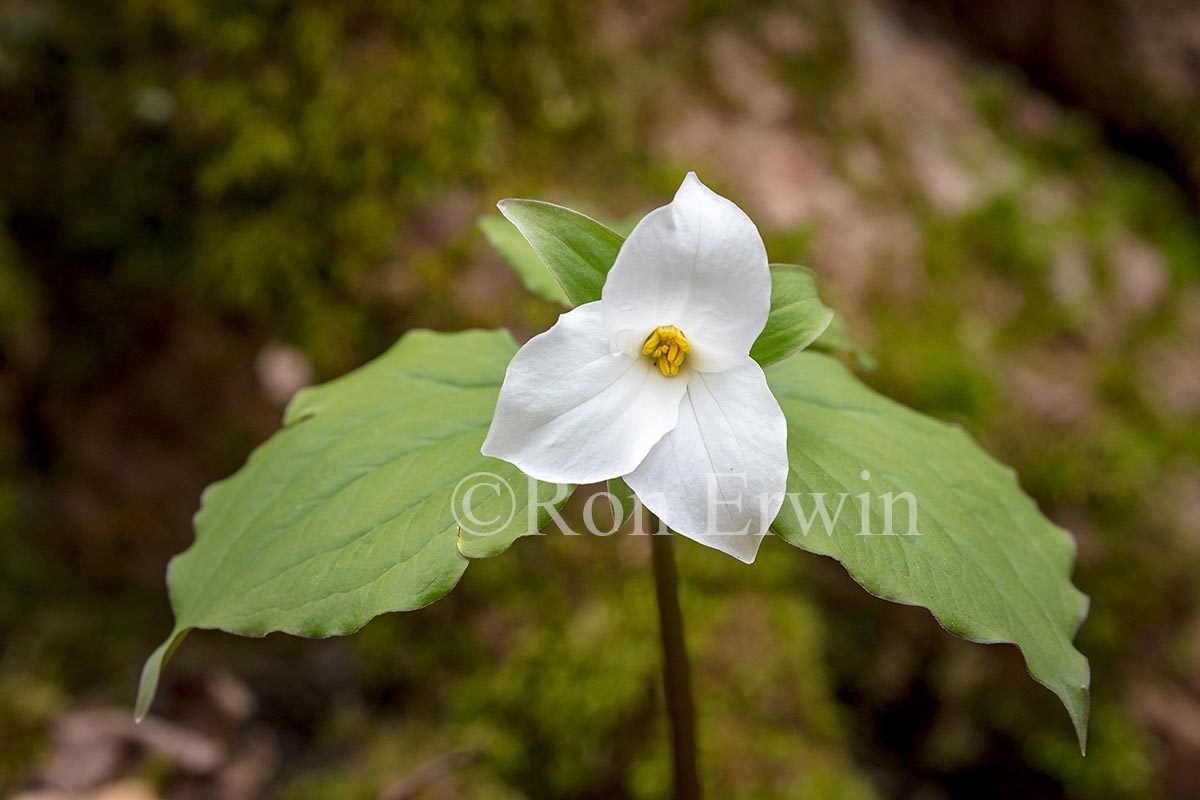 White Trillium