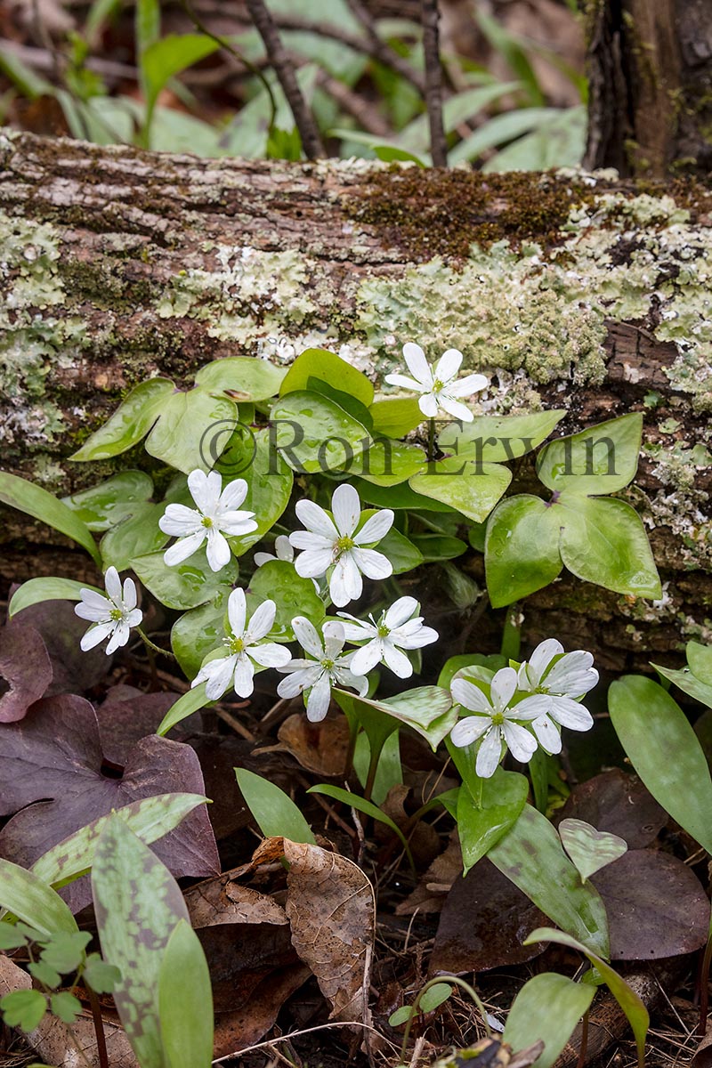 Sharp-lobed Hepatica