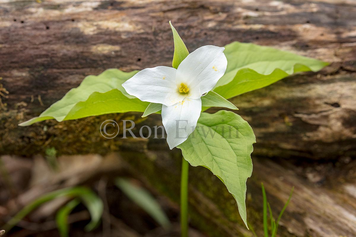 White Trillium