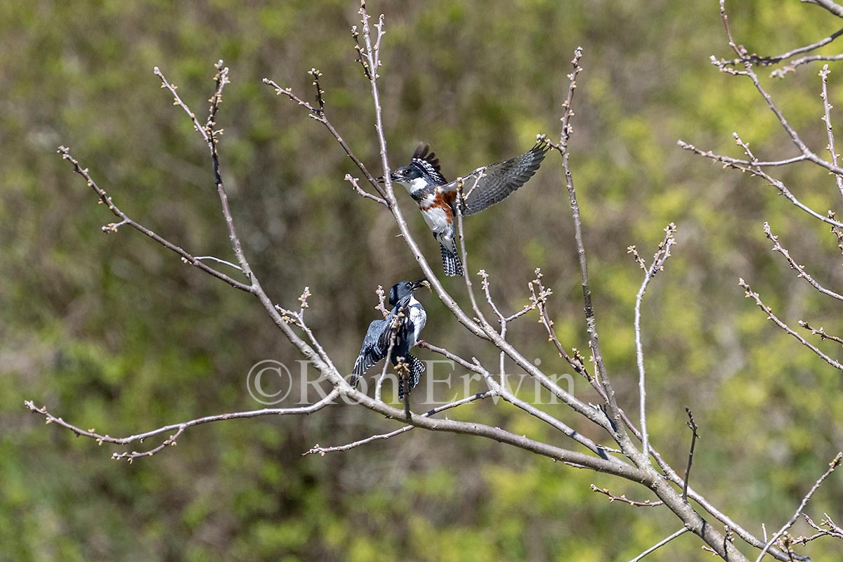 Belted Kingfisher Pair