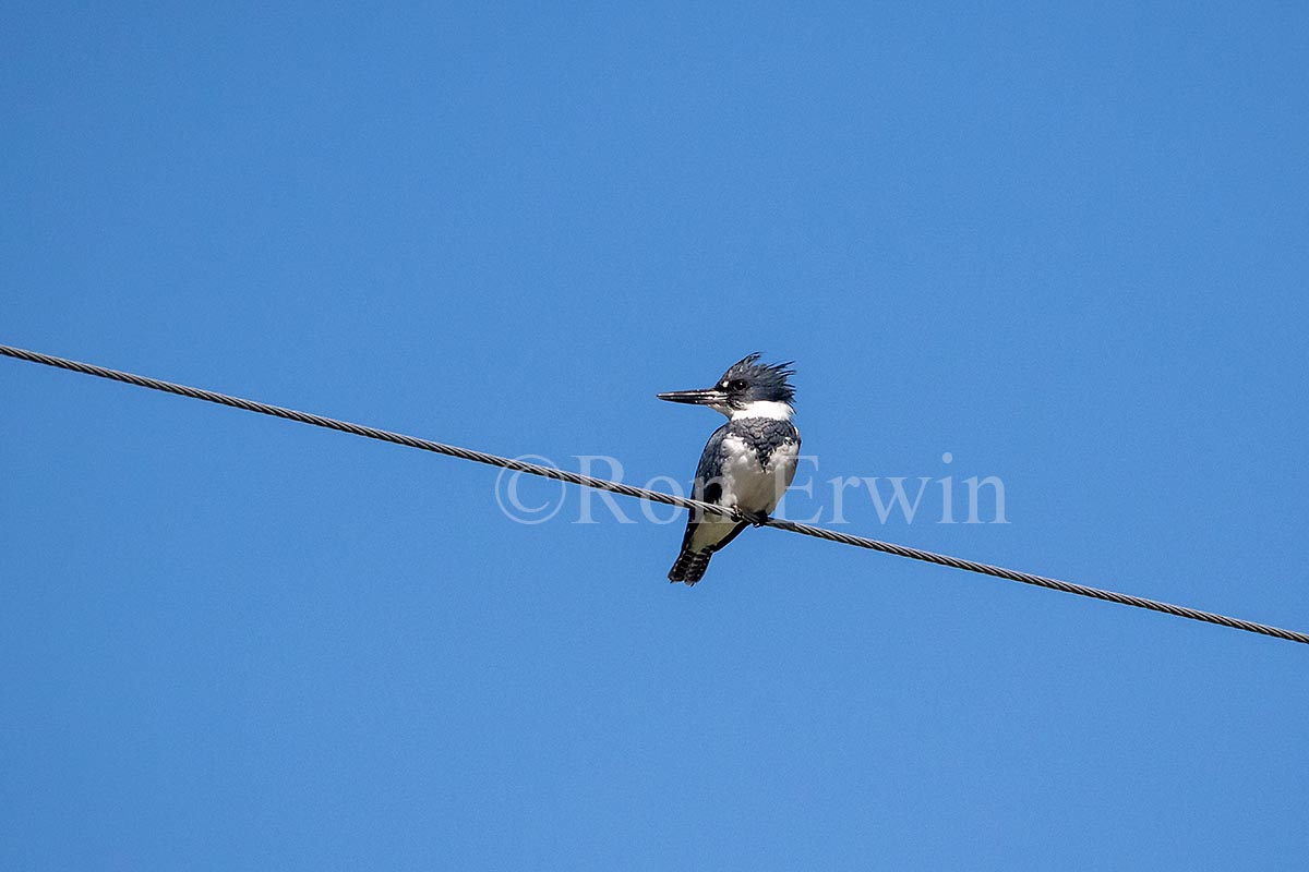 Belted Kingfisher
