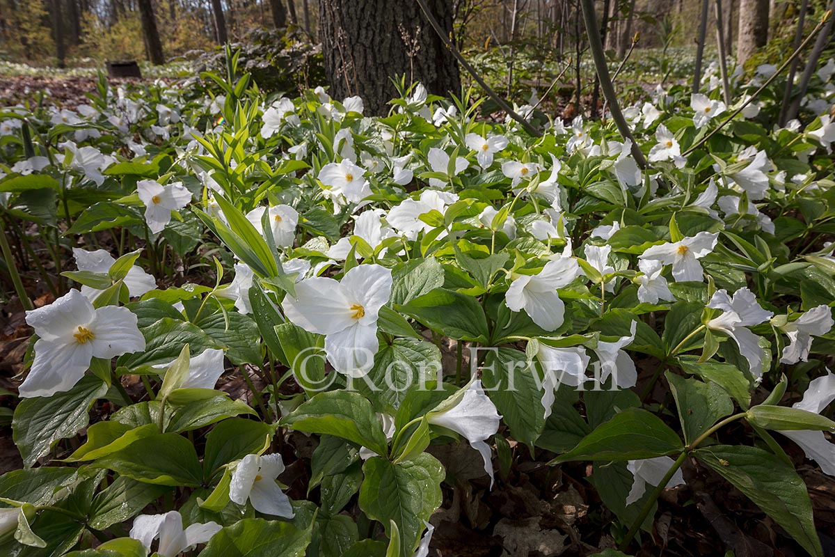 White Trilliums