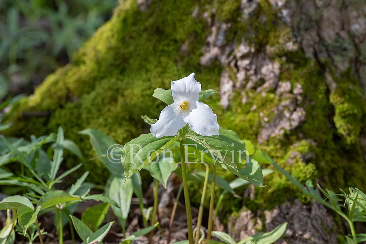 White Trilliums