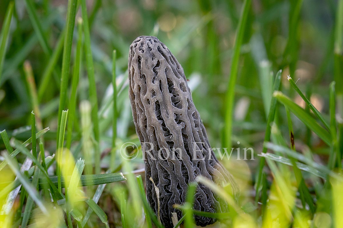 Black Morel