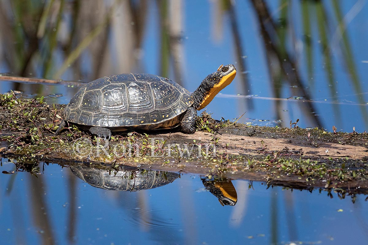 Blanding's Turtle