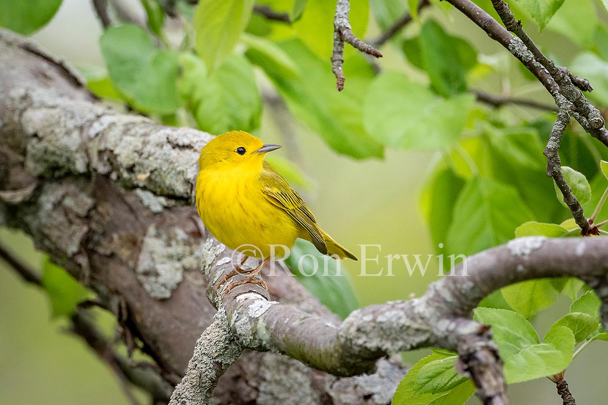 Yelow Warbler Male