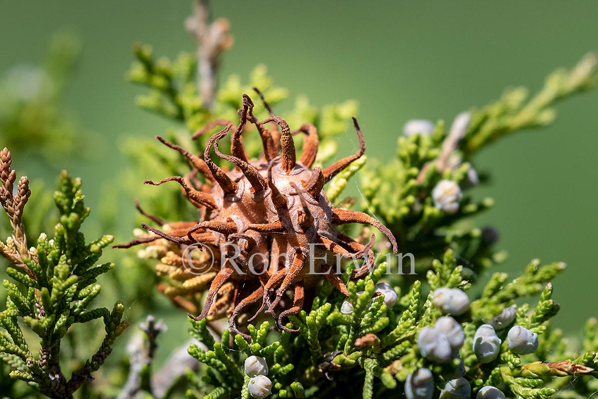 Cedar Apple Rust Gall with Telia Horns