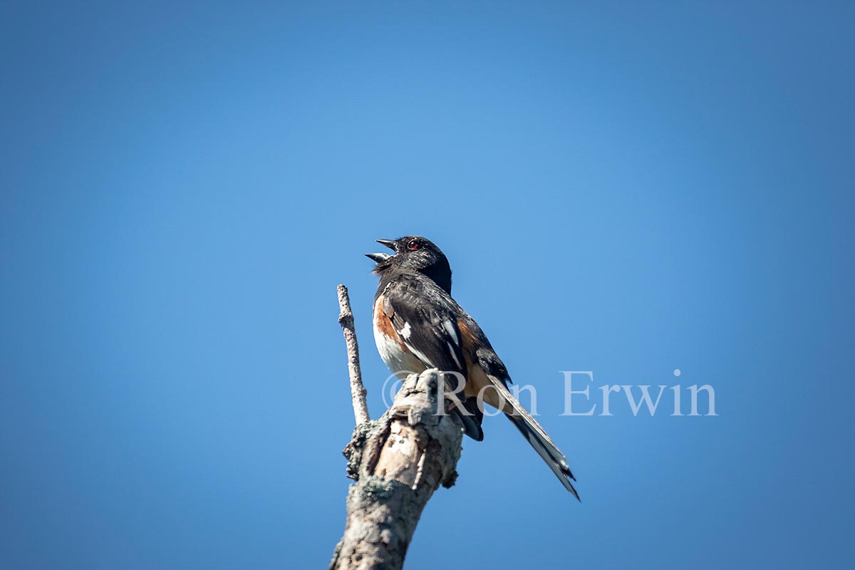 Eastern Towhee Male