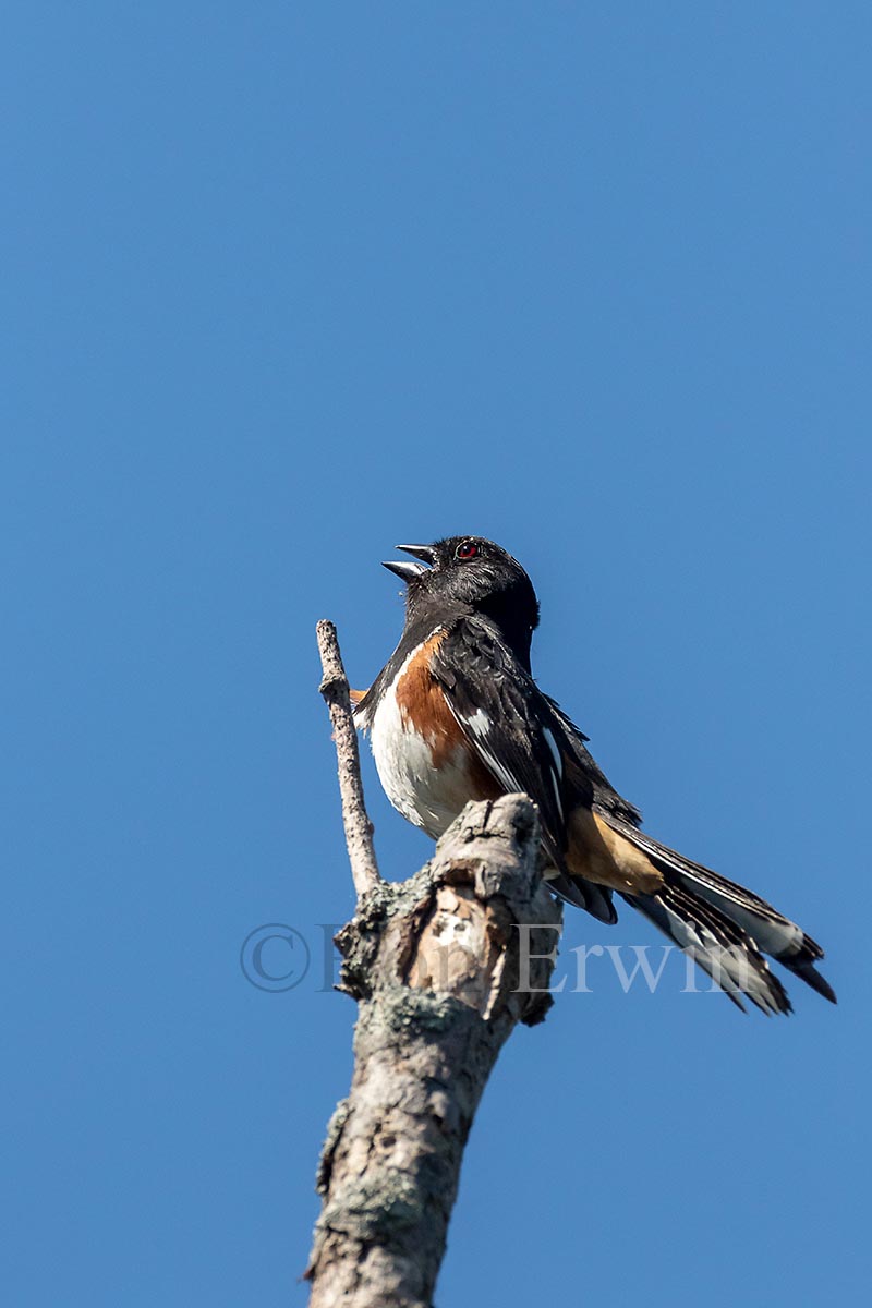 Eastern Towhee Male