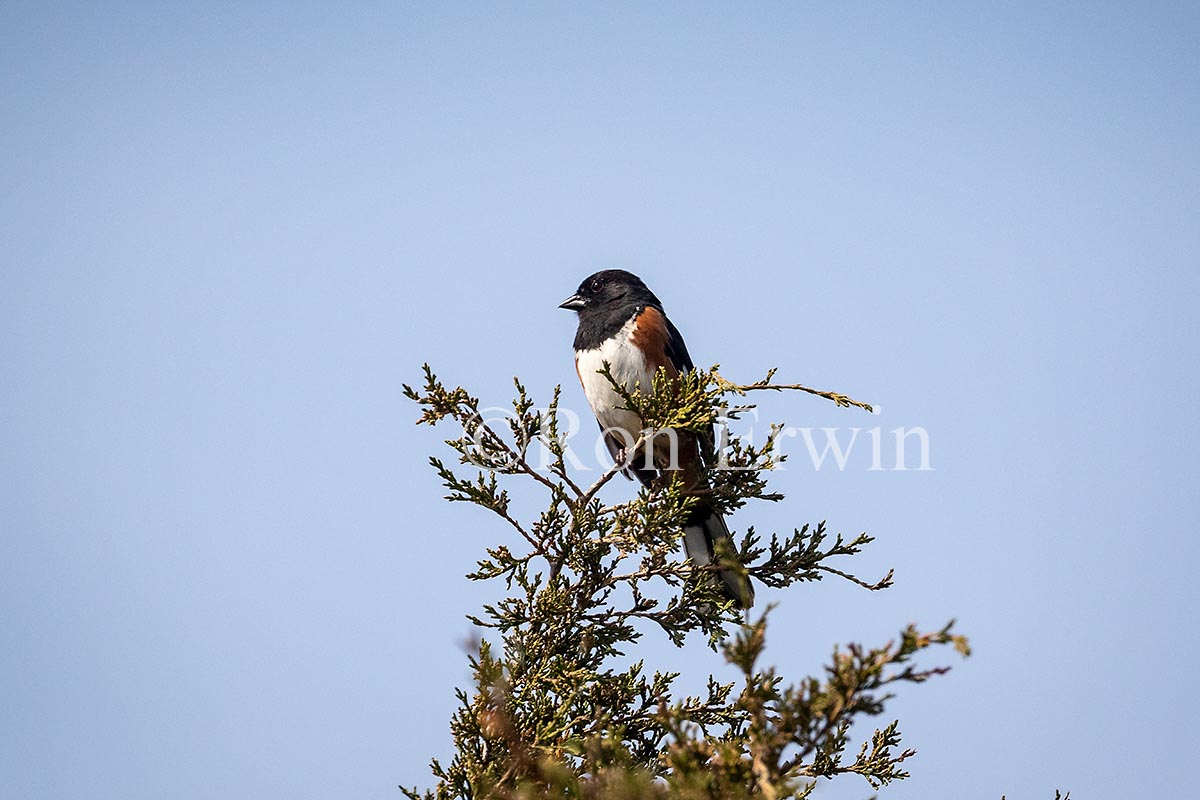 Eastern Towhee Male