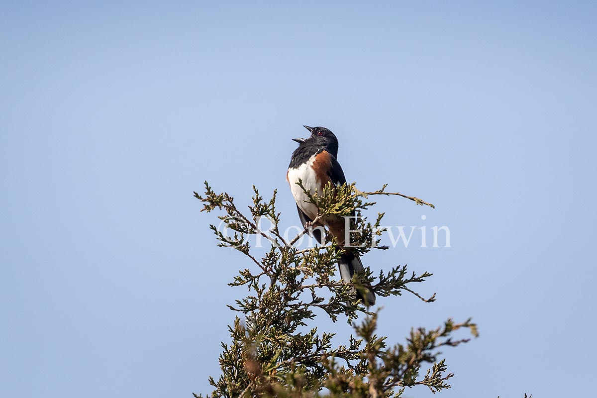 Eastern Towhee Male
