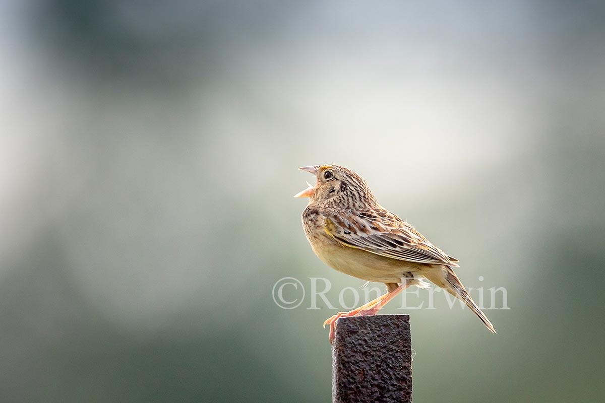 Grasshopper Sparrow