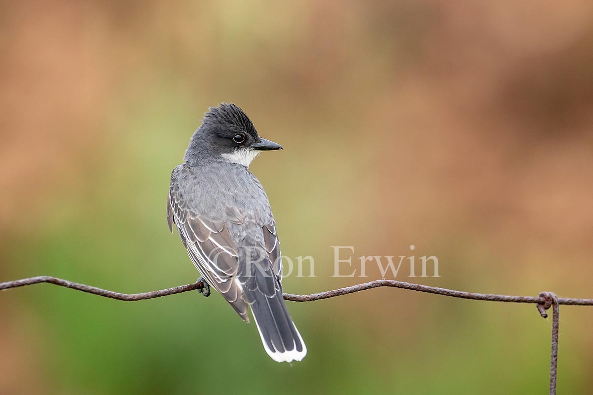 Eastern Kingbird