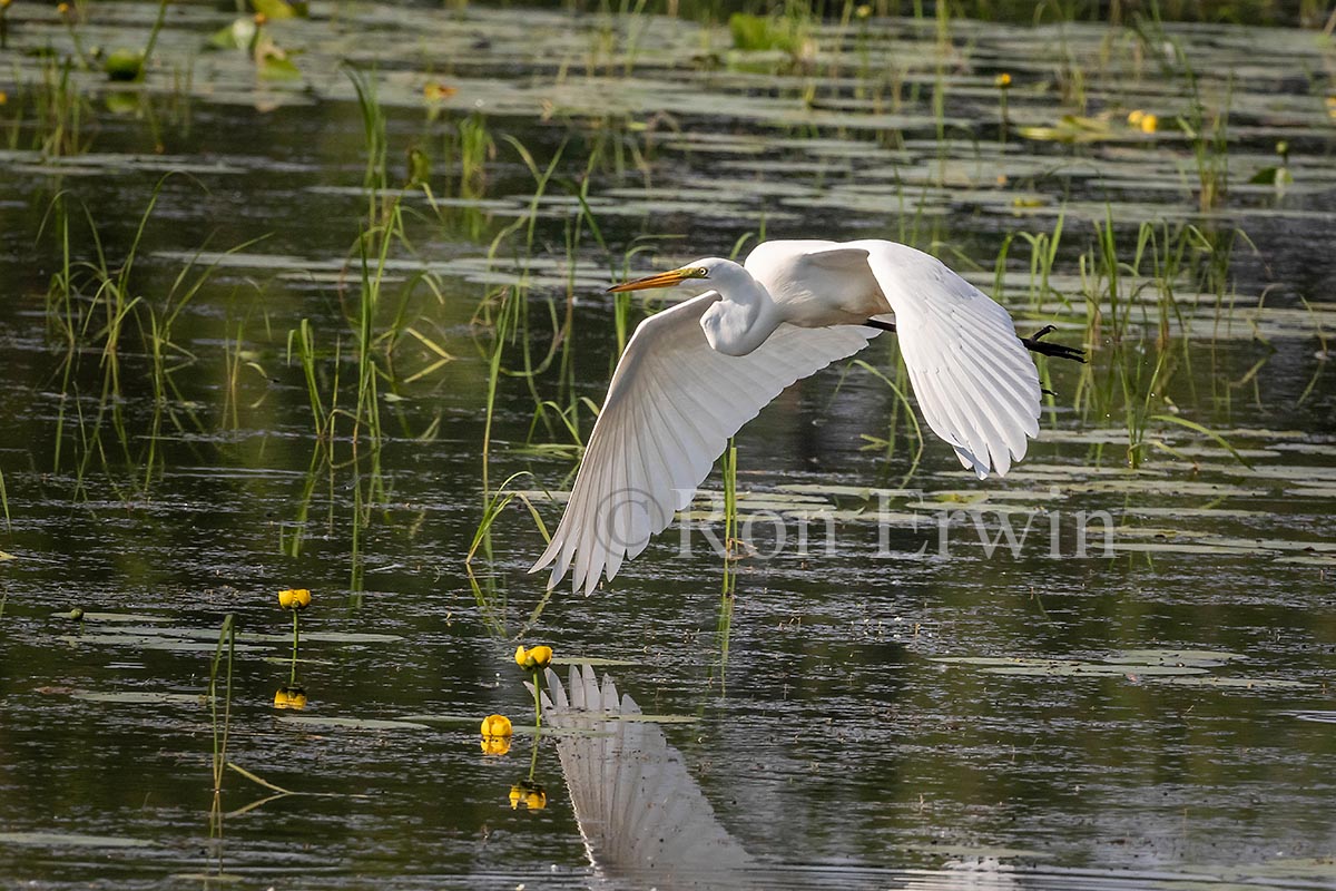 Great Egret in Flight