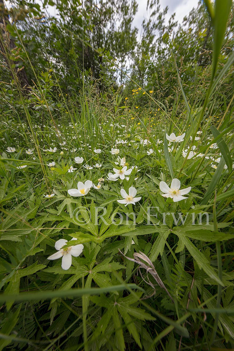 Canada Anemone