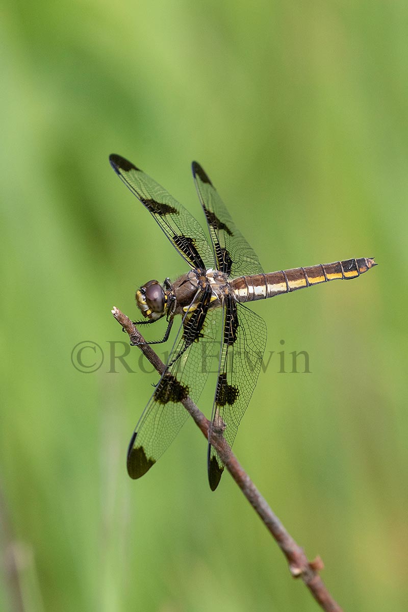 Female Twelve-spotted Skimmer